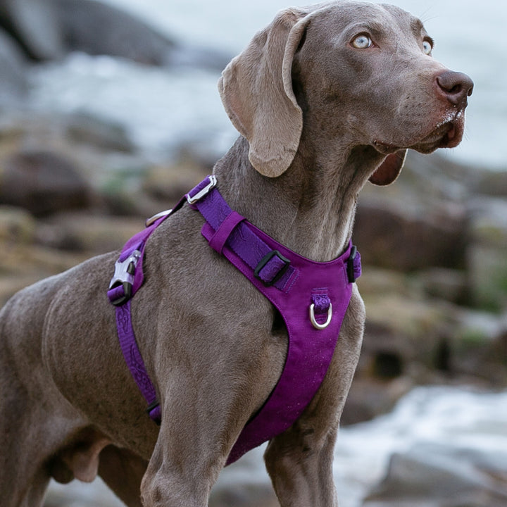 Lightweight Harness Purple M