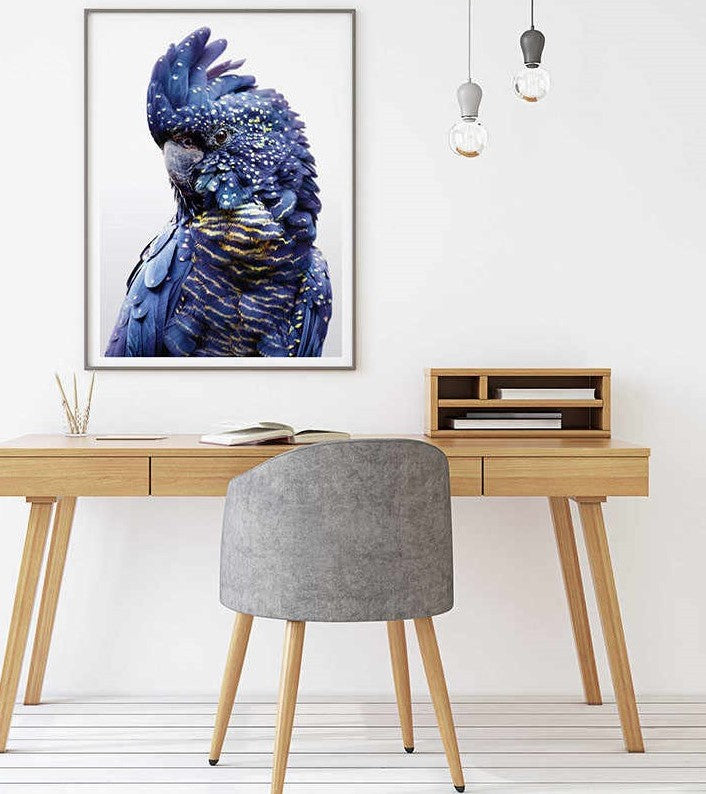 50cmx70cm Black Cockatoo A Black Frame Canvas Wall Art