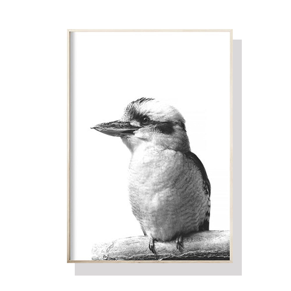 60cmx90cm Kookaburra Black Frame Canvas Wall Art