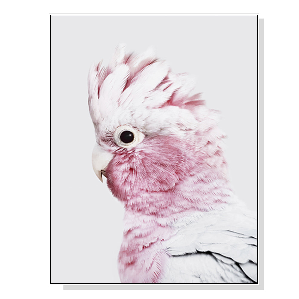 50cmx70cm Pink Galah White Frame Canvas Wall Art